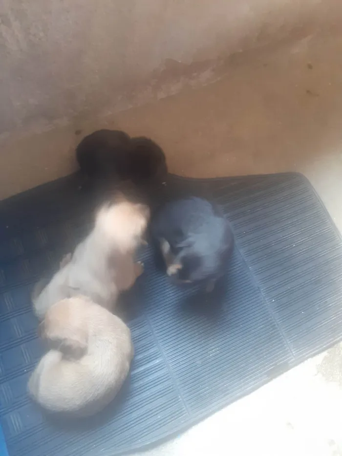 Cachorro ra a Vira lata  idade Abaixo de 2 meses nome Filhites