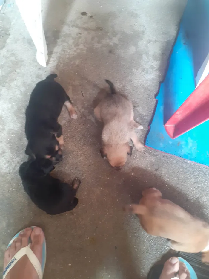 Cachorro ra a Vira lata  idade Abaixo de 2 meses nome Filhites