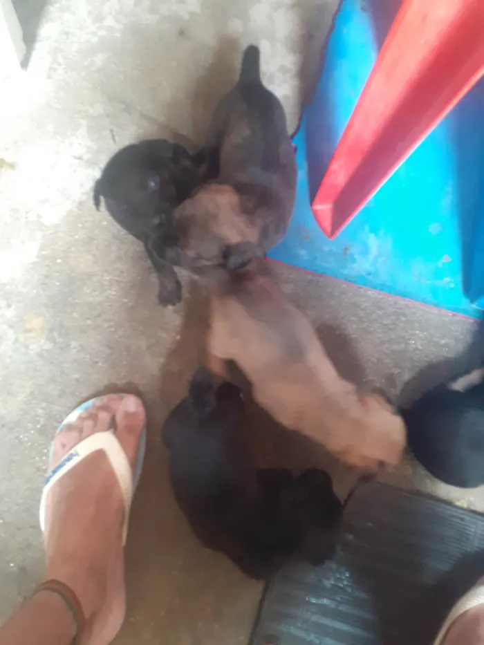 Cachorro ra a Vira lata  idade Abaixo de 2 meses nome Filhites