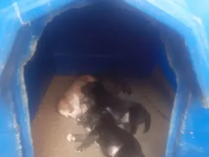 Cachorro raça Vira lata  idade Abaixo de 2 meses nome Filhites