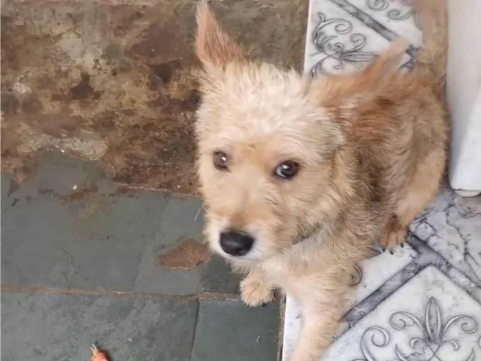 Cachorro ra a SRD-ViraLata idade 2 anos nome Spyke