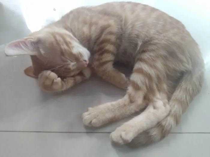 Gato ra a Srd idade 2 a 6 meses nome Caramelo (São Sebastião-DF)