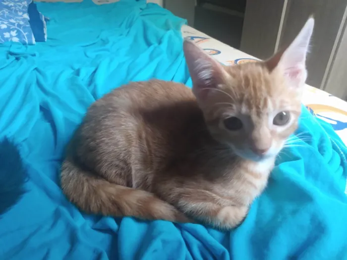 Gato ra a Srd idade 2 a 6 meses nome Caramelo (São Sebastião-DF)