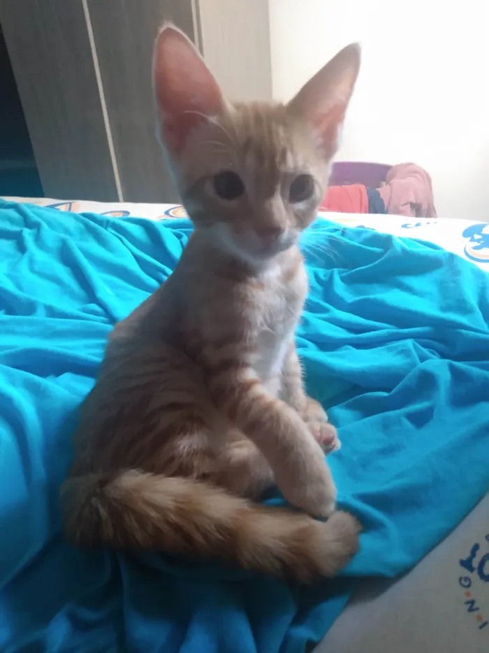 Gato ra a Srd idade 2 a 6 meses nome Caramelo (São Sebastião-DF)