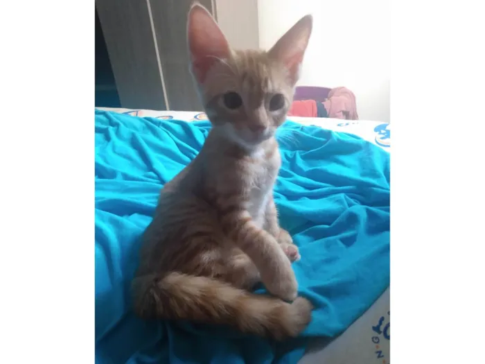 Gato ra a Srd idade 2 a 6 meses nome Caramelo (São Sebastião-DF)