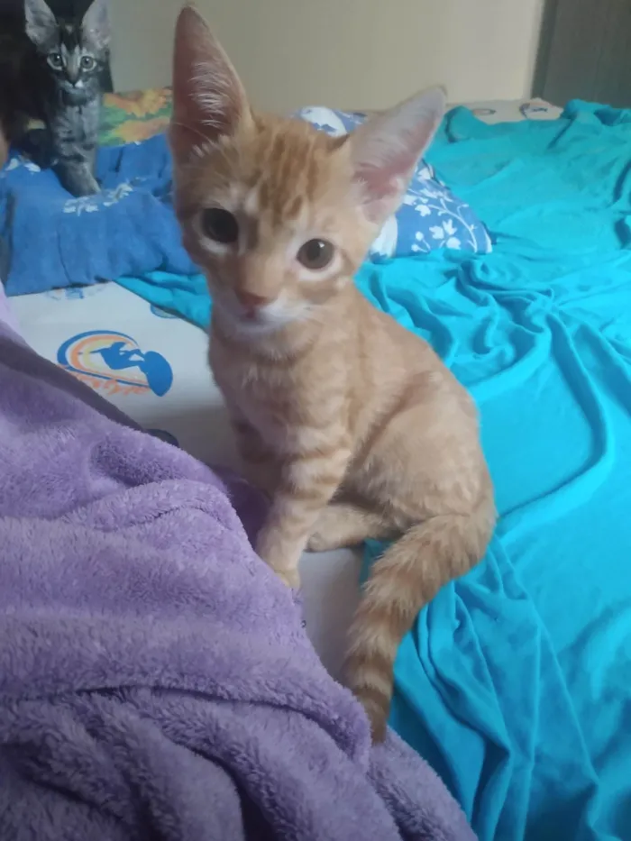 Gato ra a Srd idade 2 a 6 meses nome Caramelo (São Sebastião-DF)