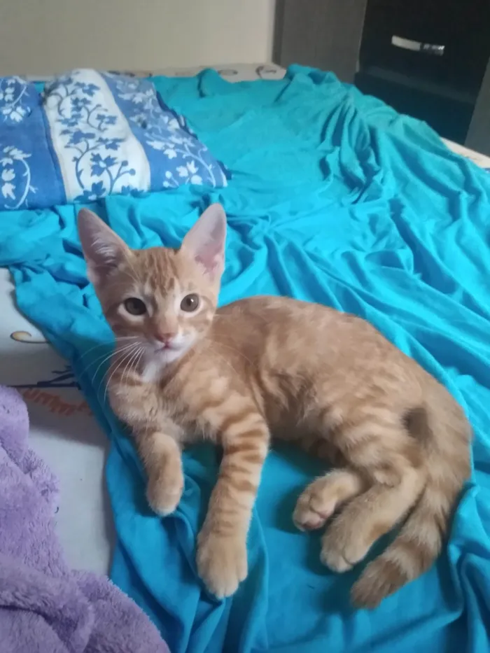 Gato ra a Srd idade 2 a 6 meses nome Caramelo (São Sebastião-DF)