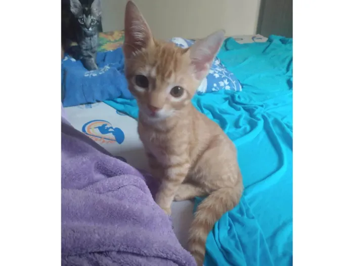 Gato ra a Srd idade 2 a 6 meses nome Caramelo (São Sebastião-DF)