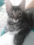 Pompom