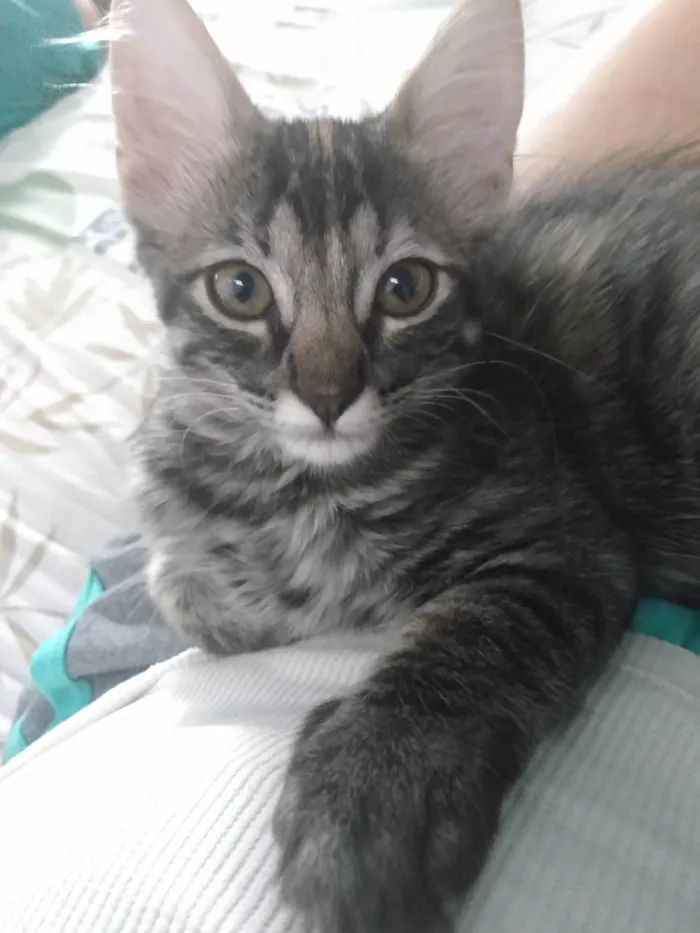 Gato ra a Srd idade 2 a 6 meses nome Pompom
