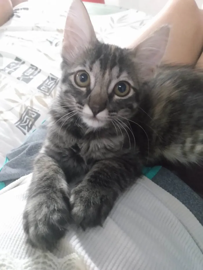 Gato ra a Srd idade 2 a 6 meses nome Pompom