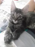 Pompom