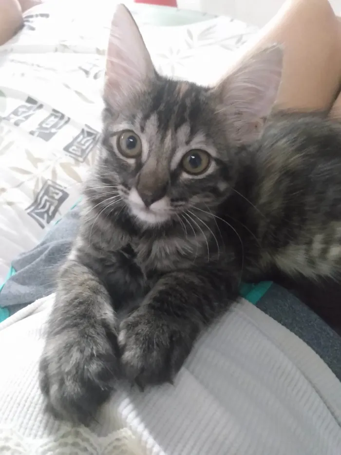 Gato ra a Srd idade 2 a 6 meses nome Pompom