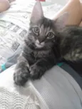 Pompom