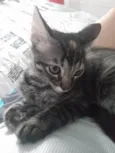 Pompom