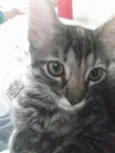 Pompom