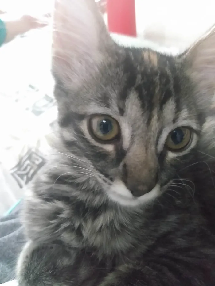Gato ra a Srd idade 2 a 6 meses nome Pompom