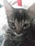 Pompom