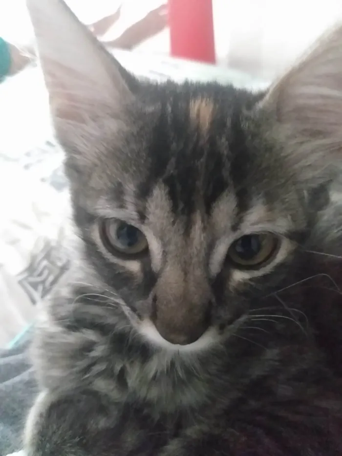 Gato ra a Srd idade 2 a 6 meses nome Pompom