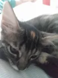 Pompom