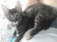 Pompom