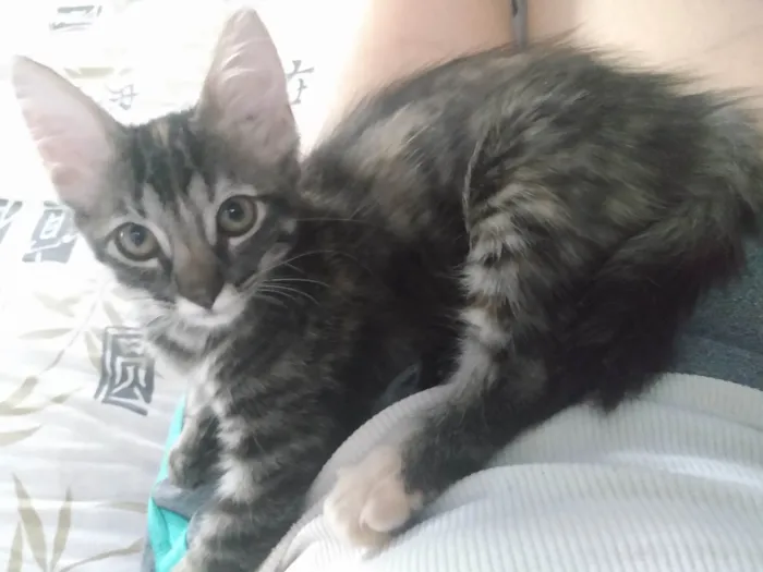 Gato ra a Srd idade 2 a 6 meses nome Pompom