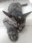 Pompom