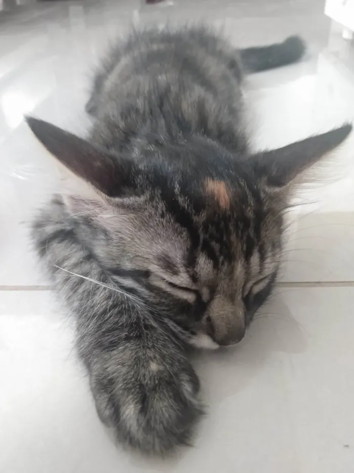 Gato ra a Srd idade 2 a 6 meses nome Pompom