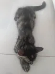 Pompom