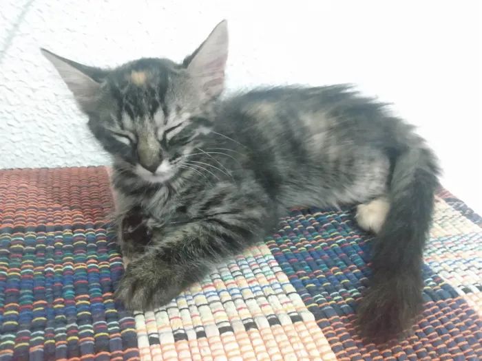 Gato ra a Srd idade 2 a 6 meses nome Pompom