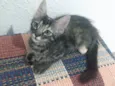 Pompom
