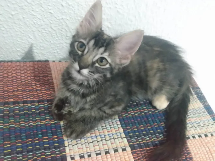 Gato ra a Srd idade 2 a 6 meses nome Pompom