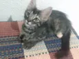 Pompom