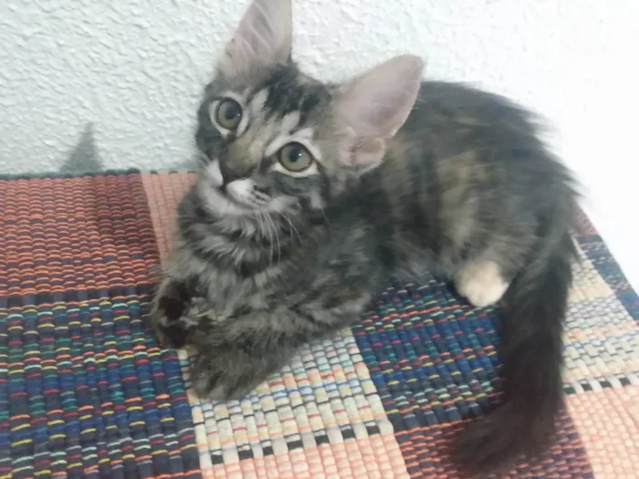 Gato ra a Srd idade 2 a 6 meses nome Pompom