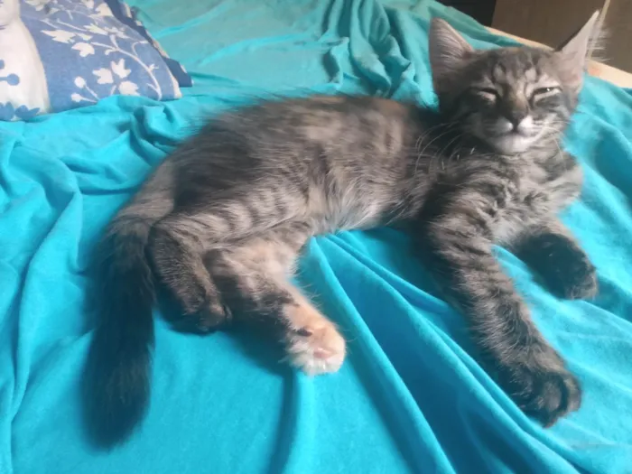Gato ra a Srd idade 2 a 6 meses nome Pompom
