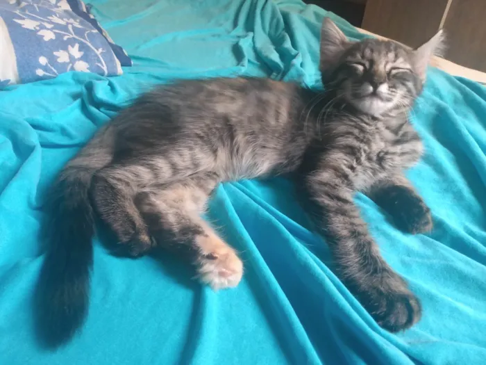 Gato ra a Srd idade 2 a 6 meses nome Pompom