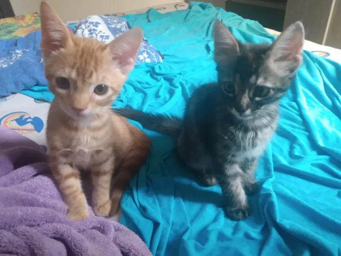 Gato ra a Srd idade 2 a 6 meses nome Pompom