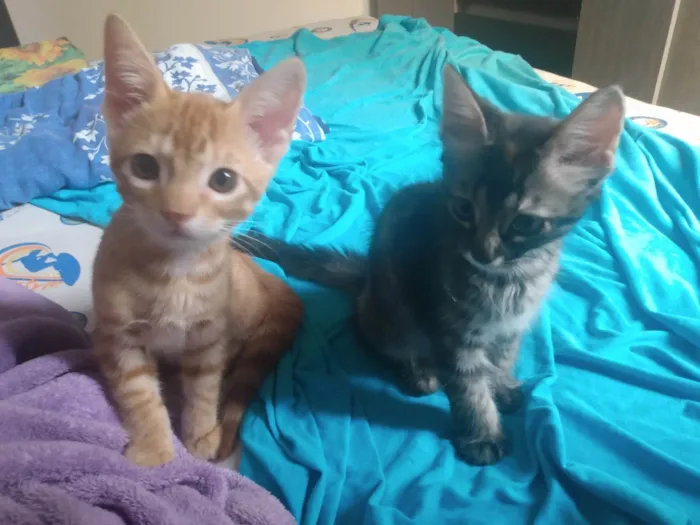 Gato ra a Srd idade 2 a 6 meses nome Pompom