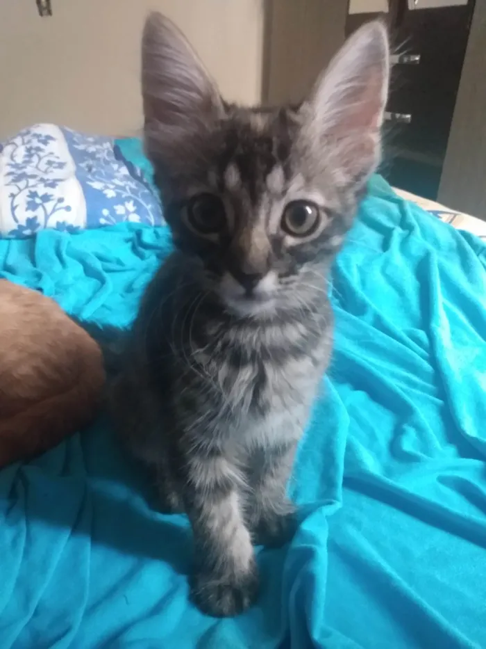 Gato ra a Srd idade 2 a 6 meses nome Pompom