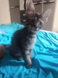 Pompom
