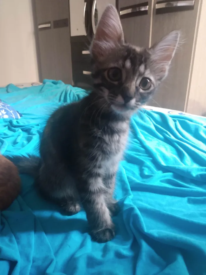 Gato ra a Srd idade 2 a 6 meses nome Pompom