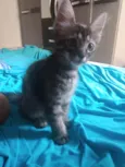 Pompom