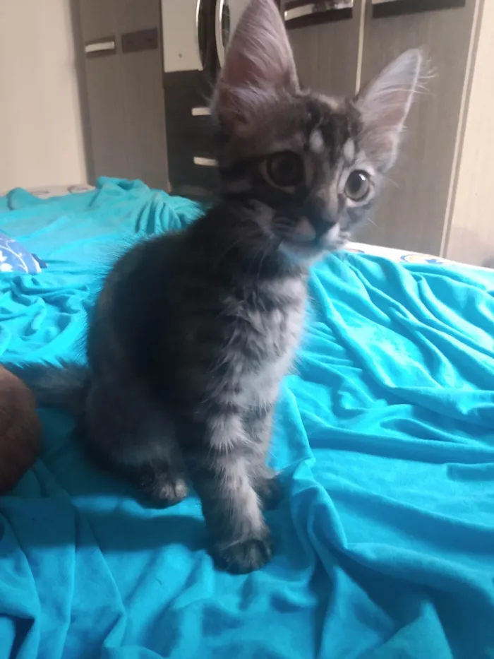 Gato ra a Srd idade 2 a 6 meses nome Pompom