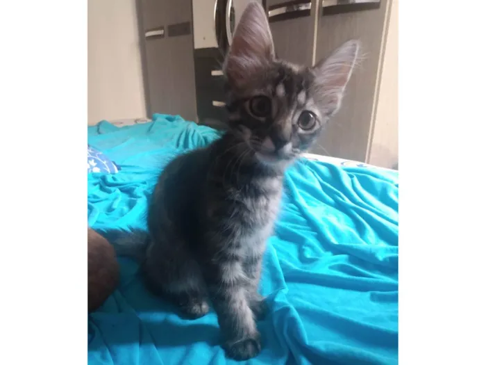 Gato ra a Srd idade 2 a 6 meses nome Pompom