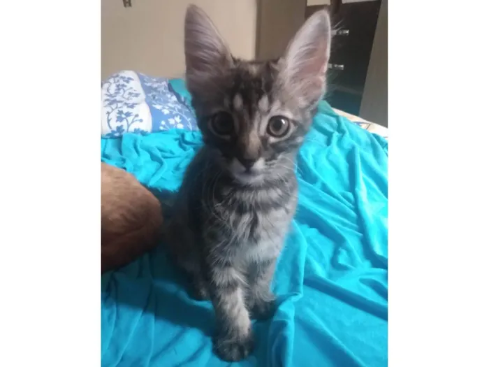 Gato ra a Srd idade 2 a 6 meses nome Pompom