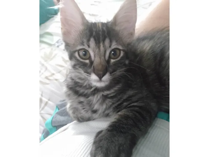 Gato ra a Srd idade 2 a 6 meses nome Pompom