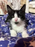 Tom