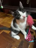 Tom