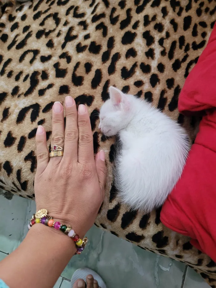 Gato ra a SRD-ViraLata idade Abaixo de 2 meses nome Maria Joaquina, atende por Nina