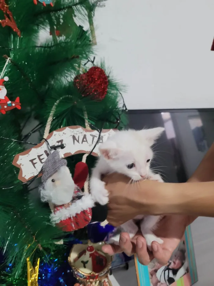 Gato ra a SRD-ViraLata idade Abaixo de 2 meses nome Maria Joaquina, atende por Nina